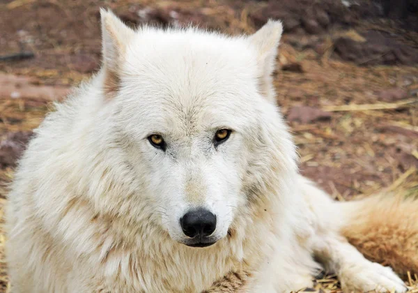 Lobo branco ártico — Fotografia de Stock