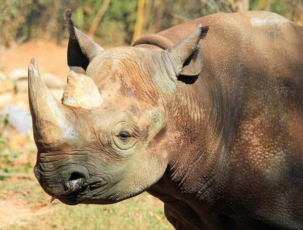 Retrato de rinoceronte - com chifre quebrado — Fotografia de Stock