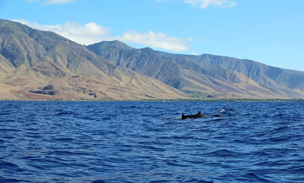 Vadon élő delfinek - Maui — Stock Fotó