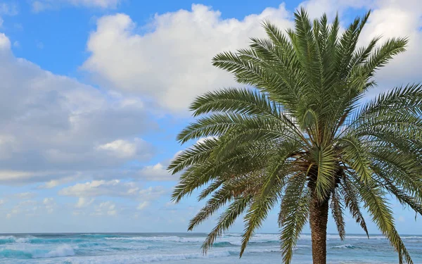 Palm tree and ocean — Stock Photo, Image