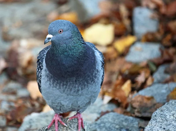 Pombo doméstico na rocha — Fotografia de Stock