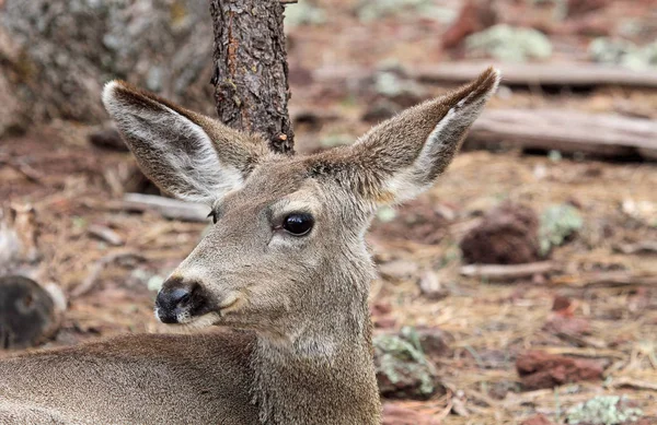 Female deer portrait — Stock Photo, Image