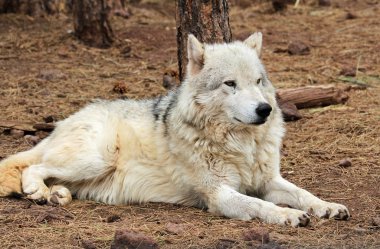 Alaskan Tundra yerde yatan kurt