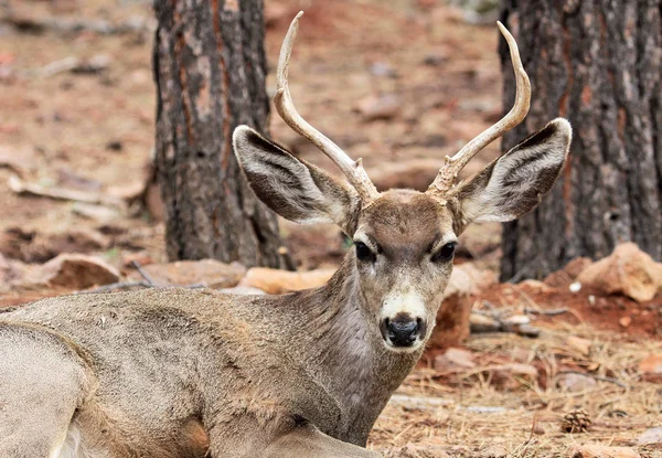 Mule deer portrait — Stock Photo, Image