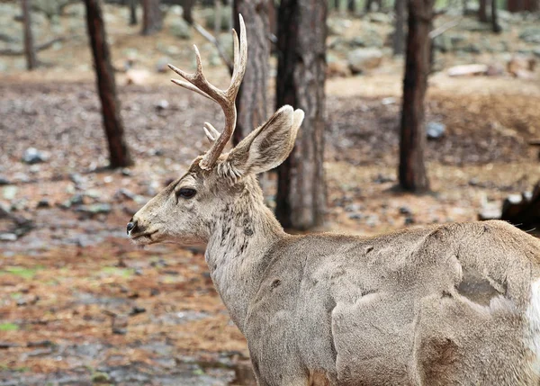 Mule deer turning away — Stock Photo, Image