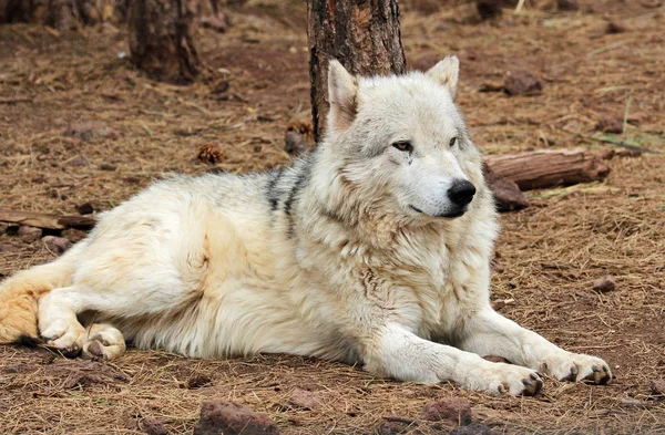 Alaskan Tundra Wolf laying on the ground — Stock Photo, Image