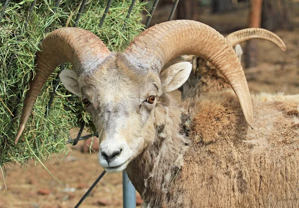 Owce gruborogie na karmienie Taca — Zdjęcie stockowe