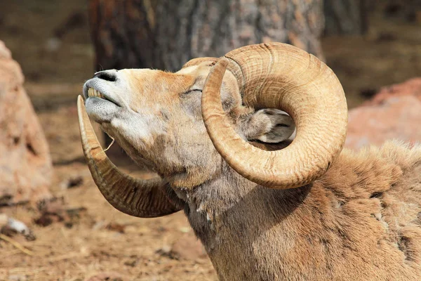 Ovce tlustorohá strečink — Stock fotografie