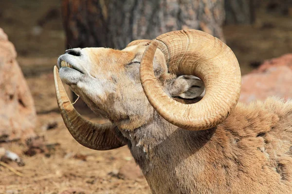 Bighorn sheep stretching — Stock Photo, Image