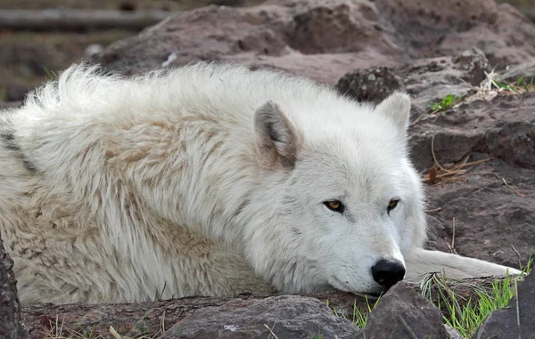 Lobo ártico descansando — Fotografia de Stock