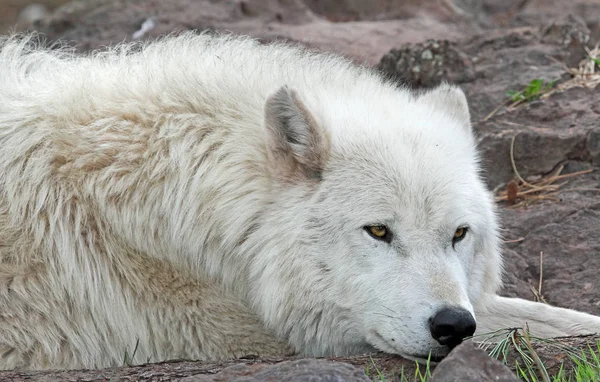 Lobo ártico de perto — Fotografia de Stock