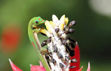 İzlerken, Hawaii gecko