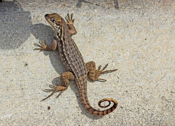 Doğu çit kertenkele