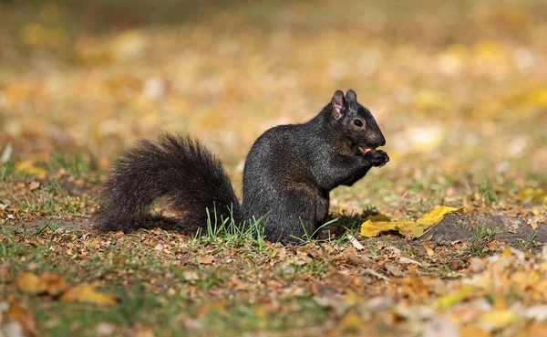 Black squirrel eating almond — Stock Photo, Image