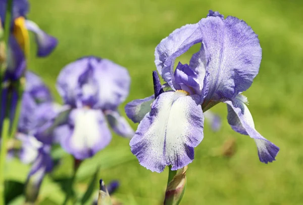 Kwiat niebieski irys — Zdjęcie stockowe