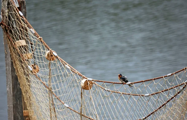 Buchfink sitzt auf Fischernetz — Stockfoto