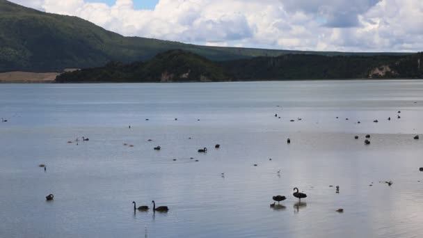 Cigni neri - Lago Rotomahana — Video Stock