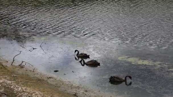 Tři černé labutě - jezero Rotomahana se tyčí — Stock video