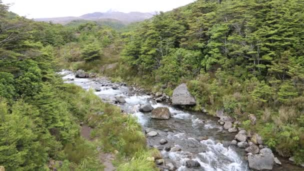 Whakapapanui stream - Nowa Zelandia — Wideo stockowe