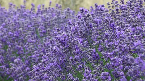 Bienen und Lavendel — Stockvideo