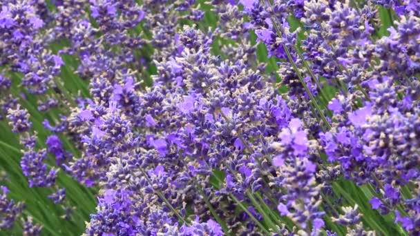 Fiori di lavanda da vicino — Video Stock