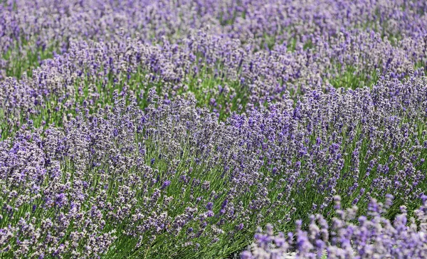 Lavendelfeld - wanaka — Stockfoto