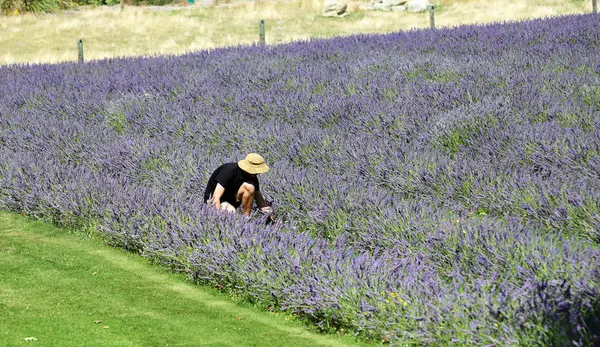 Mann arbeitet auf Lavendelfarm — Stockfoto