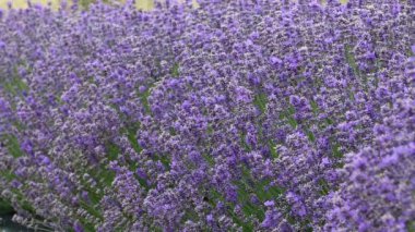 yaban arısı ve lavanta