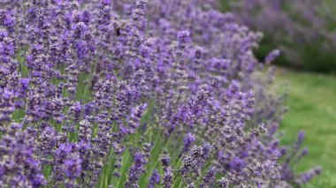 Lavanta - Yeni Zelanda