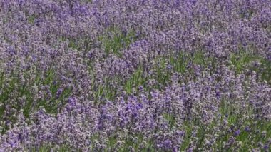 Lavanta alan - Yeni Zelanda