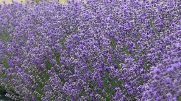 Humla och lavendel — Stockvideo