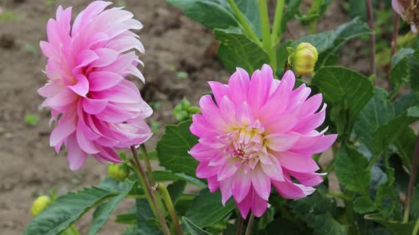 Dahlia Pink - Nový Zéland — Stock video