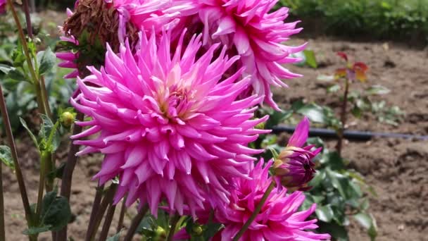 Pink dahlia close up — Stock Video