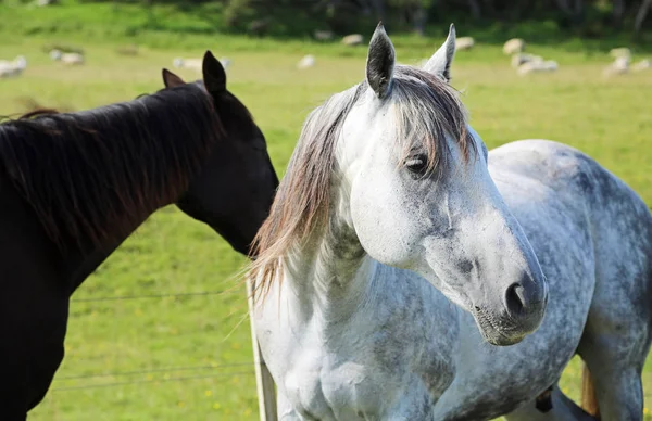 White-gray horse — Stock Photo, Image