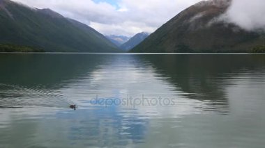 Rotoiti göl üzerinde ördek