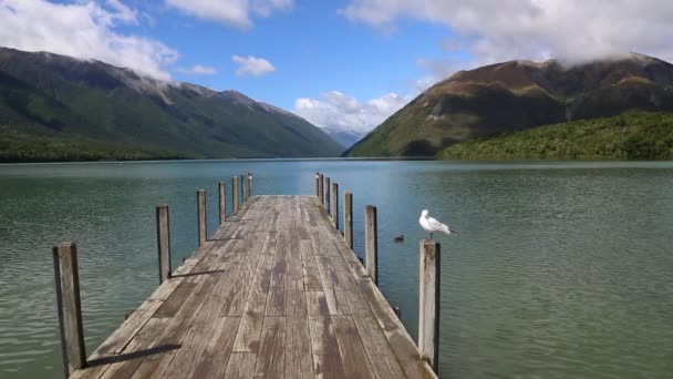 Black-billed gull — Wideo stockowe