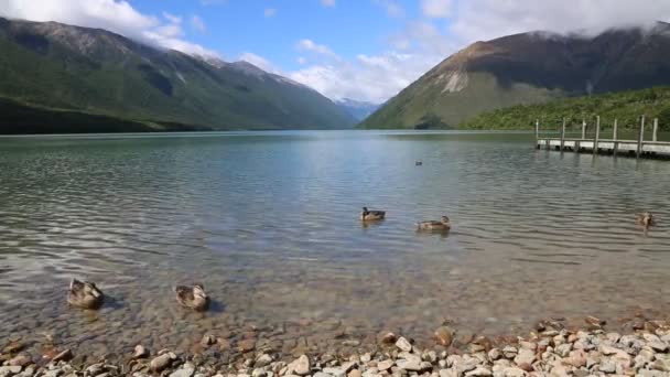 Утки - Nelson Lakes NP — стоковое видео