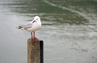 Siyah gagalı martı
