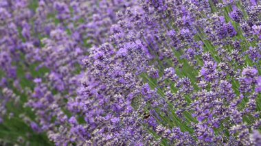 Arılar üzerinde lavanta
