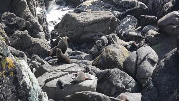 Seal colony, New Zealand — Stock Video