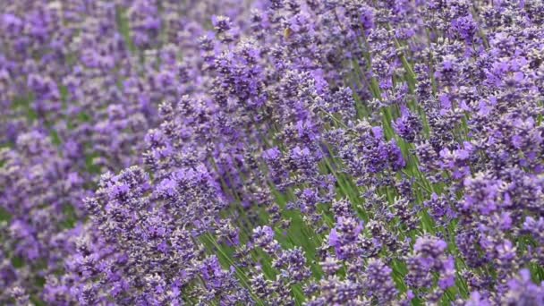 Lavendel - Wanaka, Nya Zeeland — Stockvideo