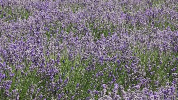 Campo de lavanda - Wanaka — Vídeo de Stock