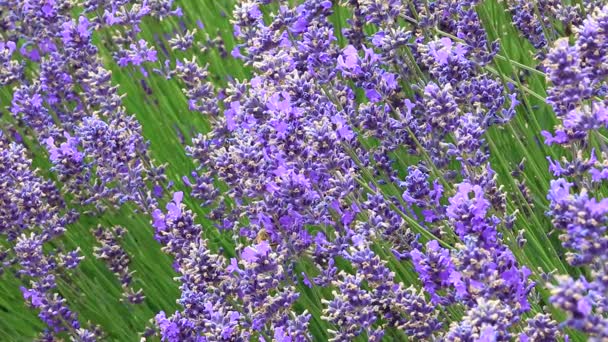 Bee en lavendel close-up — Stockvideo