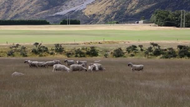 Luta de ovelhas - Nova Zelândia — Vídeo de Stock