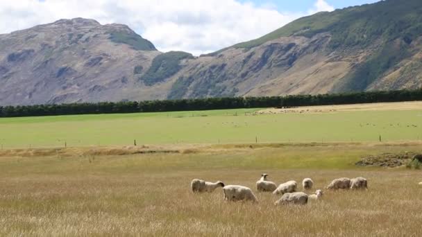 Pastviny - Nový Zéland — Stock video