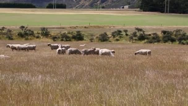 Ovejas en la hierba — Vídeo de stock