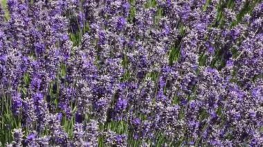 Lavanta çiçekleri - Wanaka