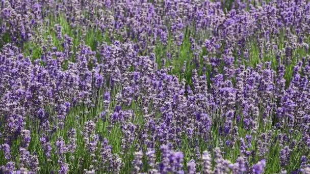 Plantación de lavanda - Wanaka — Vídeo de stock