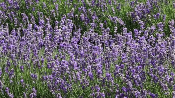 Fila de lavanda — Vídeo de stock