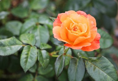 turuncu gül çiçek